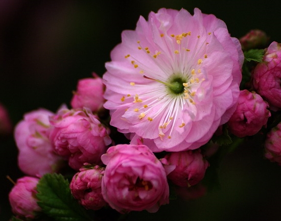 榆叶梅的养殖办法：耐贫瘠少施肥、耐干旱少浇水