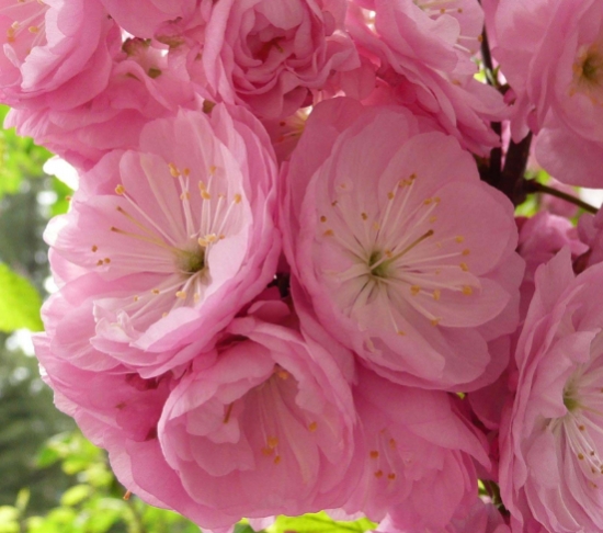 榆叶梅的养殖办法：耐贫瘠少施肥、耐干旱少浇水