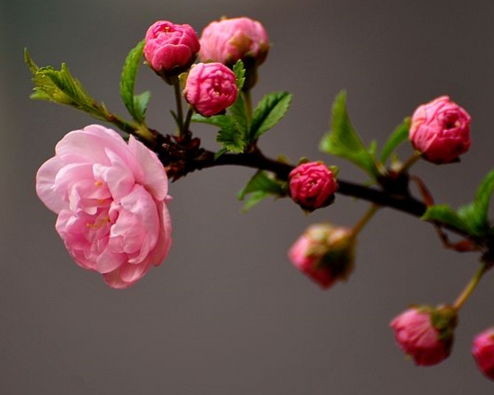 榆叶梅的养殖办法：耐贫瘠少施肥、耐干旱少浇水