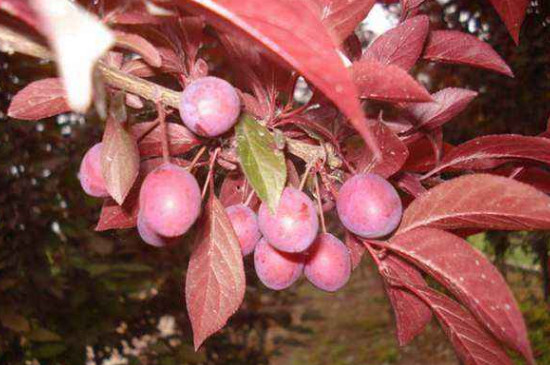 红色叶子的树结的果子