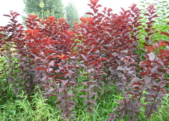 红叶李和紫叶李的区别：紫叶李叶大而厚，红叶李叶小而薄