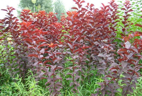 红叶李种植技术：喜略微湿润、阳光充足的环境