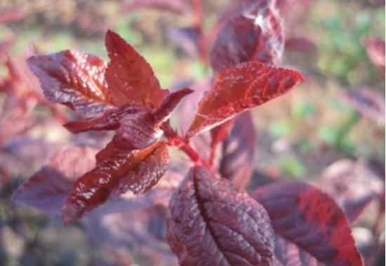 红叶李种植技术：喜略微湿润、阳光充足的环境
