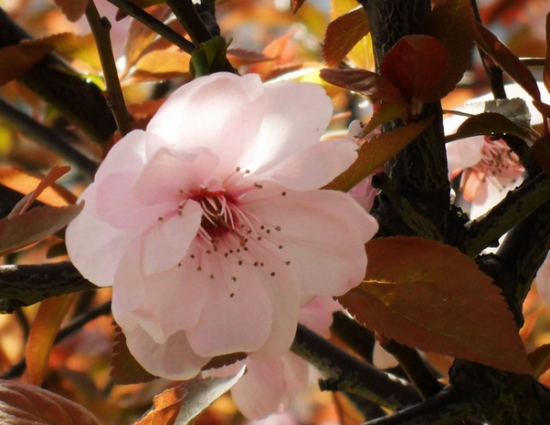 红叶李的养殖办法：秋季控制水量避免枝条过度生长，在冬季遭受冻害