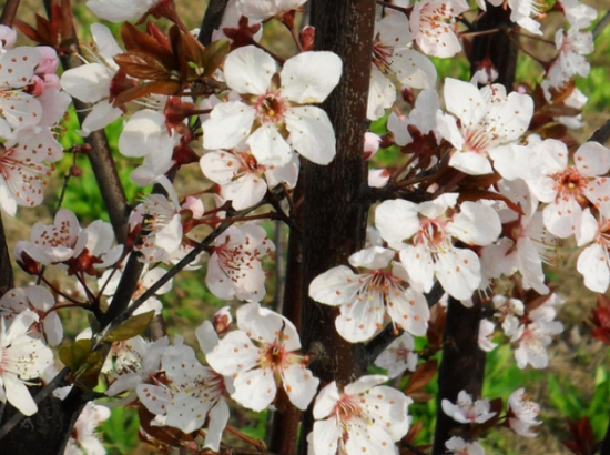 红叶李的养殖办法：秋季控制水量避免枝条过度生长，在冬季遭受冻害