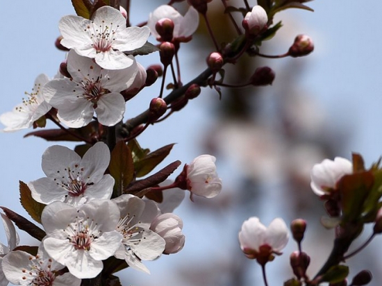 红叶李的养殖办法：秋季控制水量避免枝条过度生长，在冬季遭受冻害