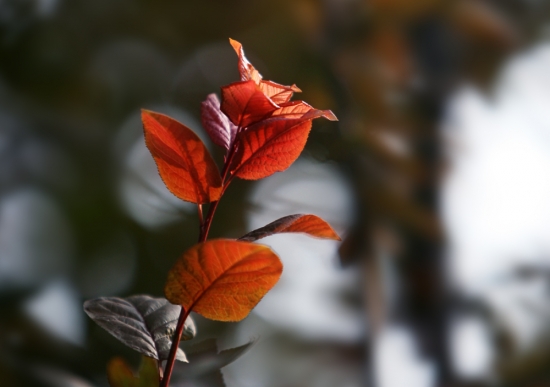 如何科学盆栽红叶李