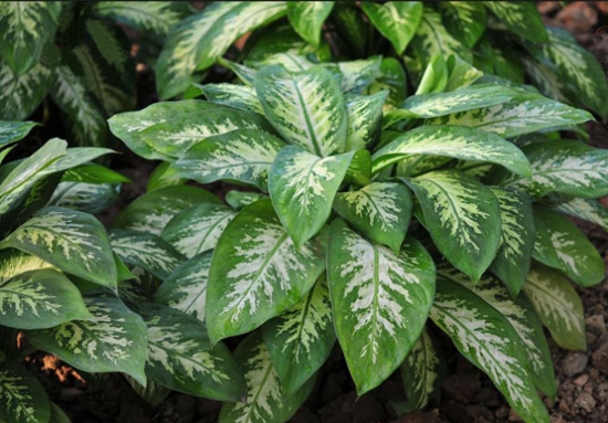 黛粉叶的养殖办法：忌阳光直射、忌低温