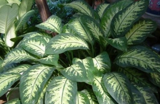 黛粉叶的养殖办法：忌阳光直射、忌低温