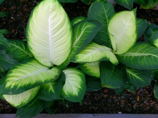 黛粉叶的养殖办法：忌阳光直射、忌低温