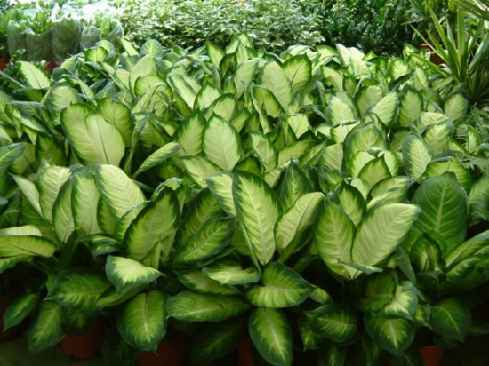 黛粉叶类观叶花卉 黛粉叶类观叶花卉有哪“六喜六怕”