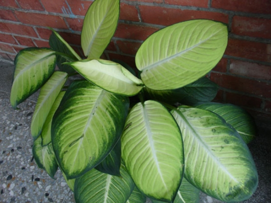 黛粉叶 养护黛粉叶需掌握哪些要领