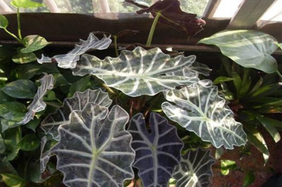 黑叶观音莲烂叶如何办，修剪烂叶多菌灵消毒