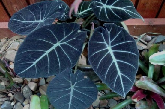 黑叶观音莲烂叶如何办，修剪烂叶多菌灵消毒