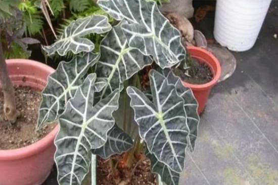 黑叶观音莲烂叶如何办，修剪烂叶多菌灵消毒