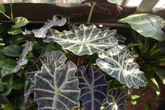 黑叶观音莲的病虫害及其预防和治疗,详解日常虫害预防和治疗办法