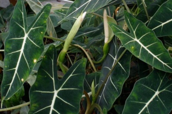 黑叶观音莲的病虫害及其预防和治疗,详解日常虫害预防和治疗办法