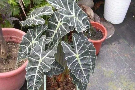 黑叶观音莲的病虫害及其预防和治疗,详解日常虫害预防和治疗办法