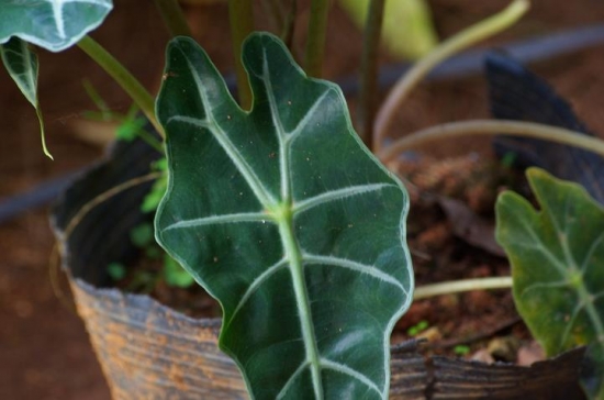 黑叶观音莲 黑叶观音莲的养殖办法:切忌强光暴晒