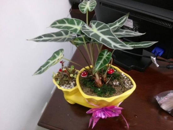 黑叶观音莲 黑叶观音莲的养殖办法:切忌强光暴晒