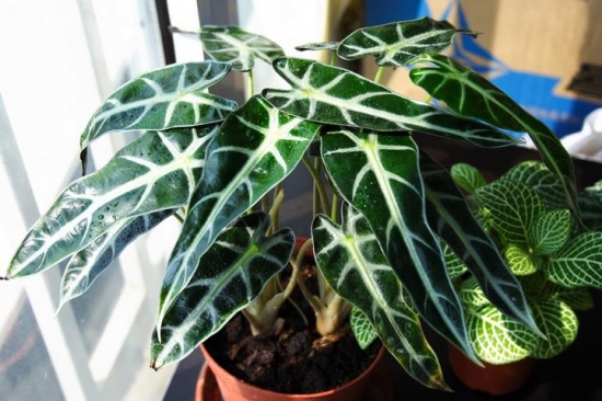 黑叶观音莲 黑叶观音莲的养殖办法:切忌强光暴晒