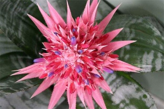 美叶光萼荷如何施肥，不同季节施肥不同