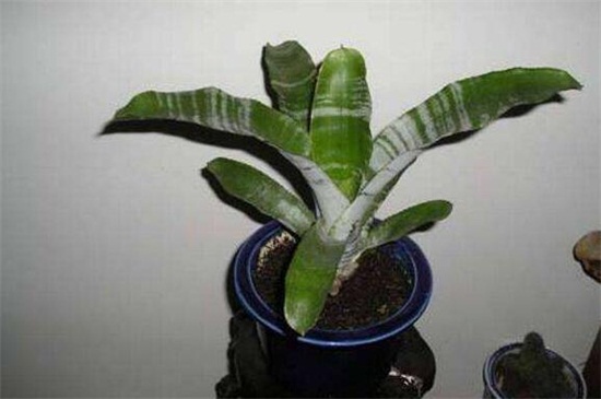 美叶光萼荷如何施肥，不同季节施肥不同