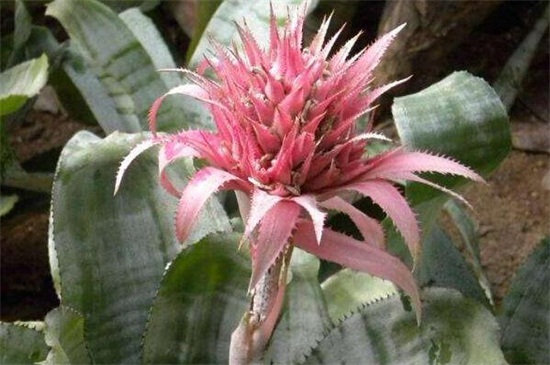 美叶光萼荷如何施肥，不同季节施肥不同