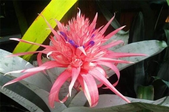 美叶光萼荷如何催花，控制温度且光照充足