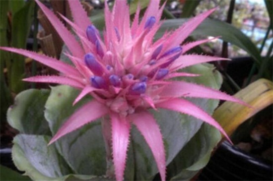 美叶光萼荷如何催花，控制温度且光照充足