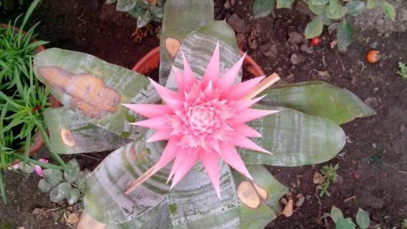 美叶光萼荷的养护办法及留意事项