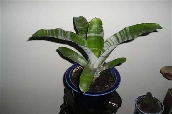 美叶光萼荷的养护办法及留意事项