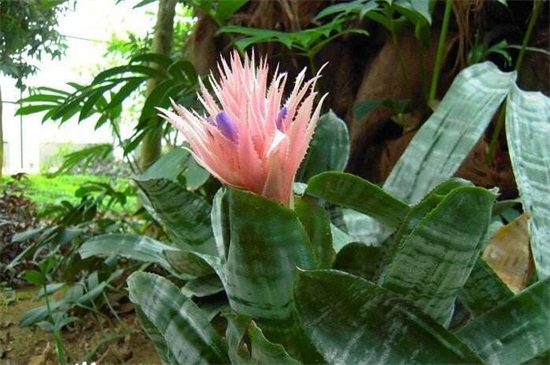 美叶光萼荷的养护办法及留意事项