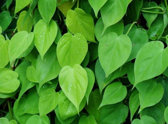 心叶蔓绿绒的养殖办法：喜温暖半阳环境