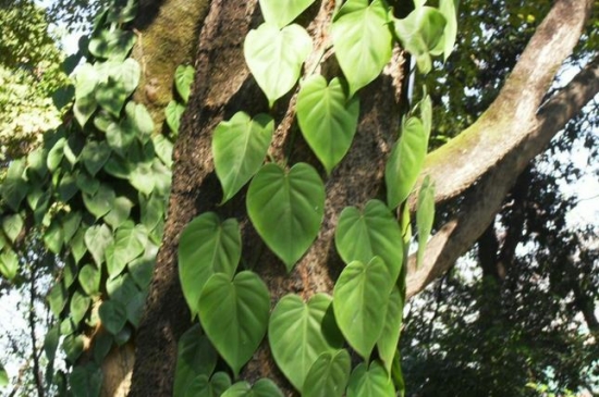 心叶蔓绿绒的养殖办法：喜温暖半阳环境