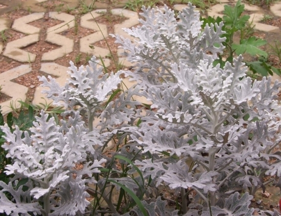 雪叶莲养护应留意些什么