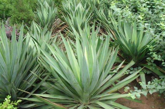 丝兰的病虫害及其预防和治疗，白绢病需修叶药剂喷洒