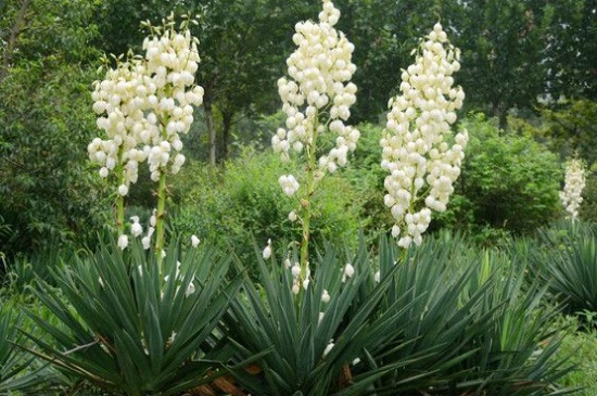 丝兰的病虫害及其预防和治疗，白绢病需修叶药剂喷洒