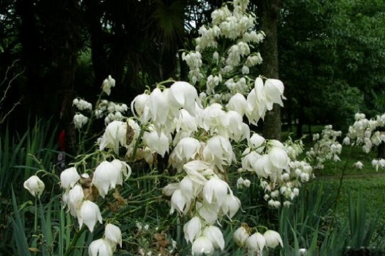 丝兰的病虫害及其预防和治疗，白绢病需修叶药剂喷洒