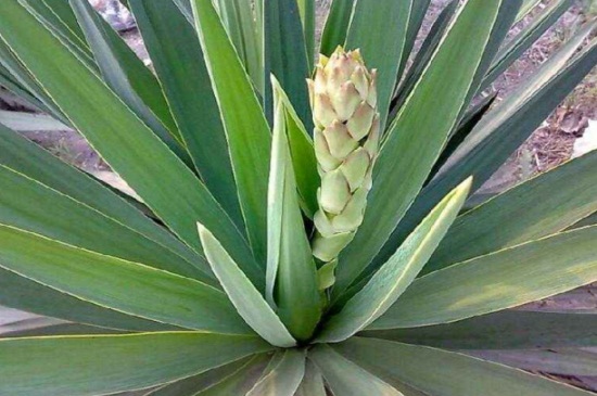 丝兰开花不实要如何办，人工授粉或修剪花朵