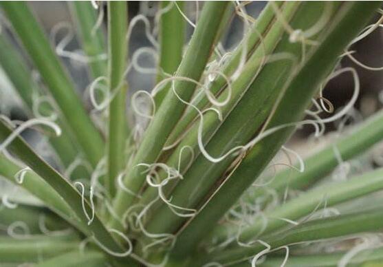 丝兰和凤尾兰的区别，教你5个辨别凤尾兰和丝兰的办法
