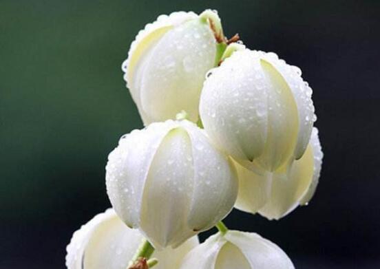 丝兰和凤尾兰的区别，教你5个辨别凤尾兰和丝兰的办法