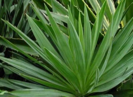 丝兰和凤尾兰的区别，教你5个辨别凤尾兰和丝兰的办法