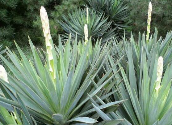 丝兰和凤尾兰的区别，教你5个辨别凤尾兰和丝兰的办法