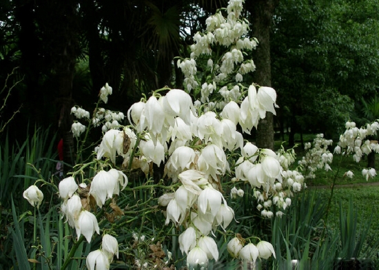 百叶丝兰放在室内什么地方好