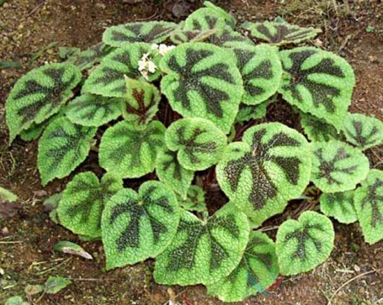 毛叶秋海棠 毛叶秋海棠叶子上出现白斑是如何回事