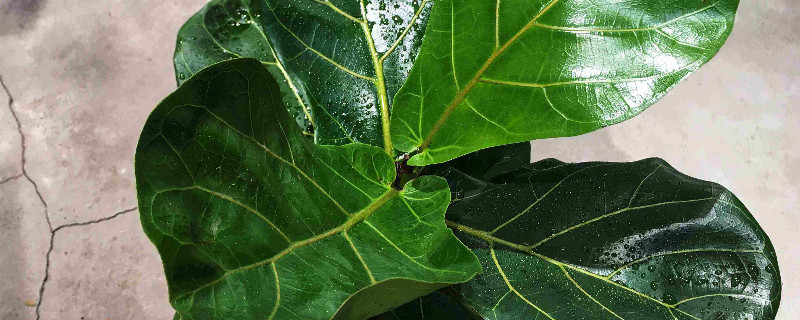 琴叶榕不长新叶为何