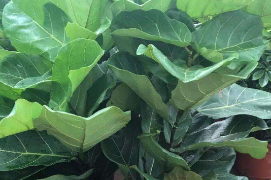 琴叶榕不长新叶为何