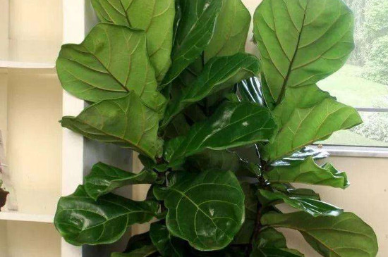 琴叶榕不长新叶为何