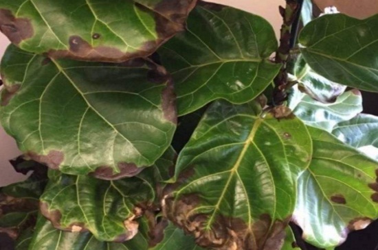 琴叶榕叶子发黑如何办，提高湿度合理浇水